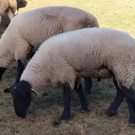 Meeresfeeling In Apartamento *