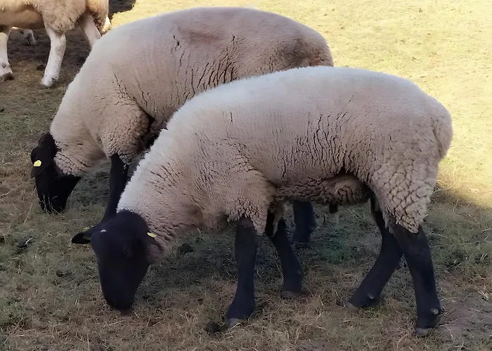 Meeresfeeling In Apartamento *